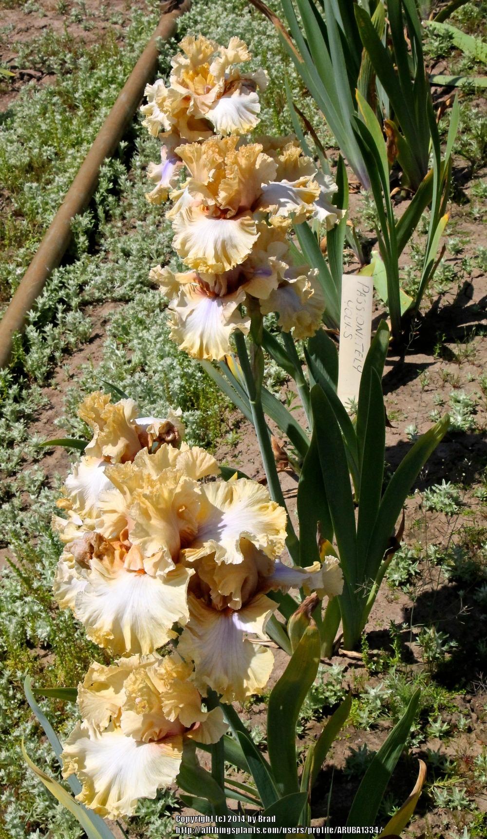 Photo of Tall Bearded Iris (Iris 'Nothing but Class') uploaded by ARUBA1334