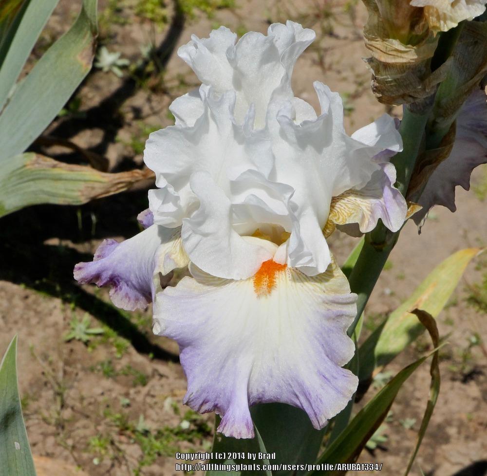 Photo of Tall Bearded Iris (Iris 'Stylish Edge') uploaded by ARUBA1334