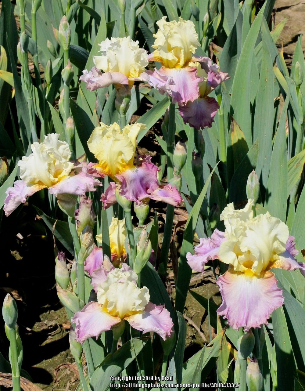 Photo of Tall Bearded Iris (Iris 'Fanfreluche') uploaded by ARUBA1334