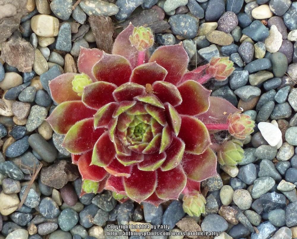Photo of Hen and Chicks (Sempervivum 'Black Mountain') uploaded by Patty