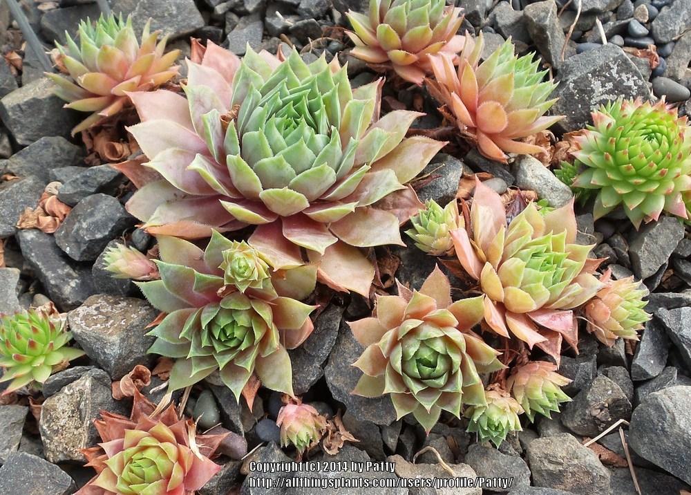 Photo of Hen and Chicks (Sempervivum 'C. William') uploaded by Patty