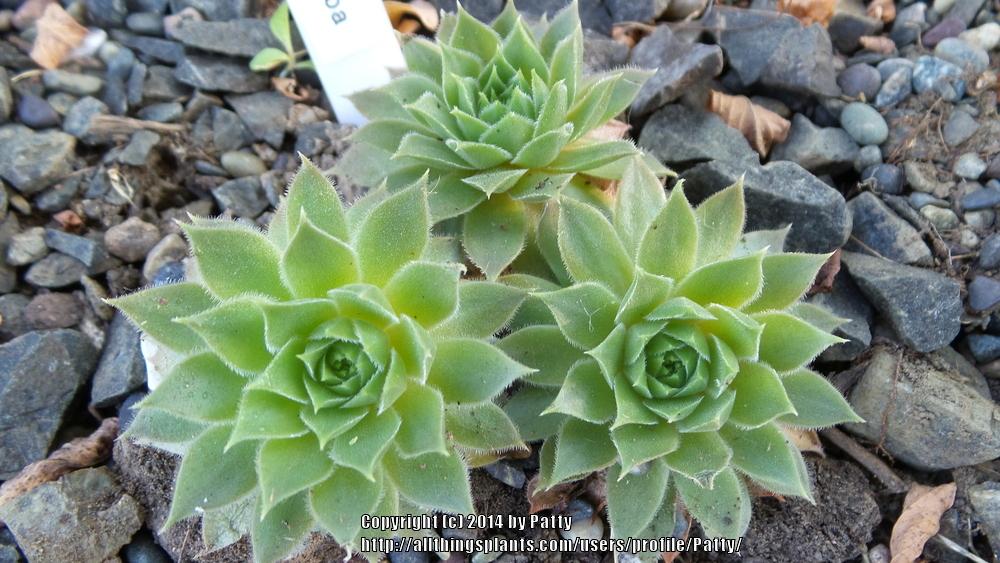 Photo of Hen and Chicks (Sempervivum 'Abba ll') uploaded by Patty
