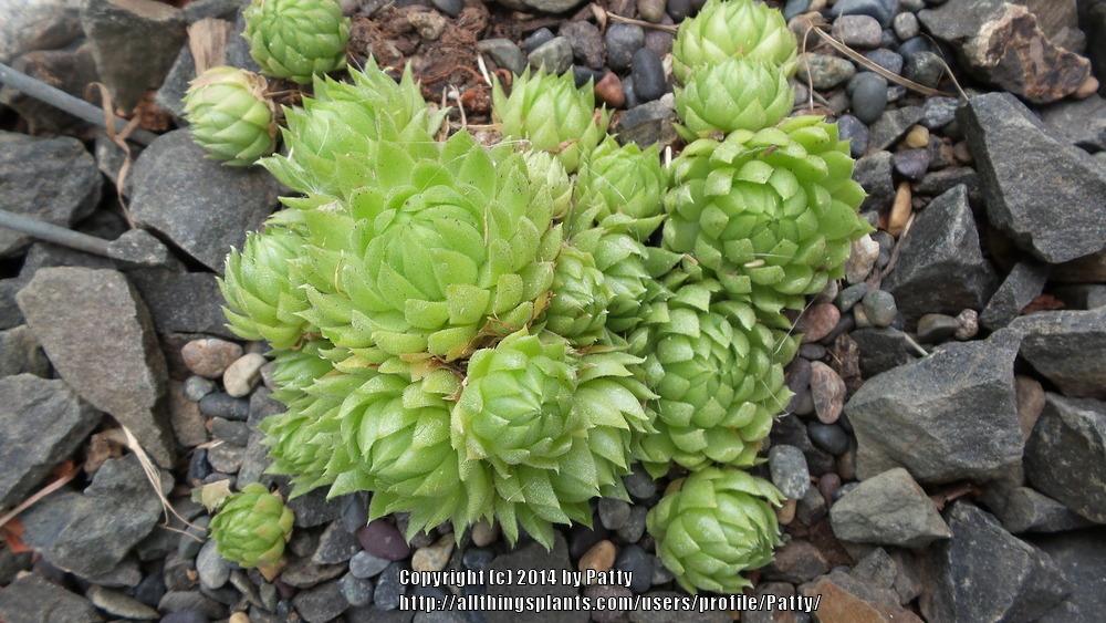 Photo of Rollers (Sempervivum globiferum subsp. allionii) uploaded by Patty