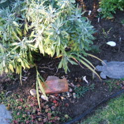 Location: Herb garden - full sun
Date: 2013-10-21
Our sage has the BEST label ever. Will never wear out, rust or ge
