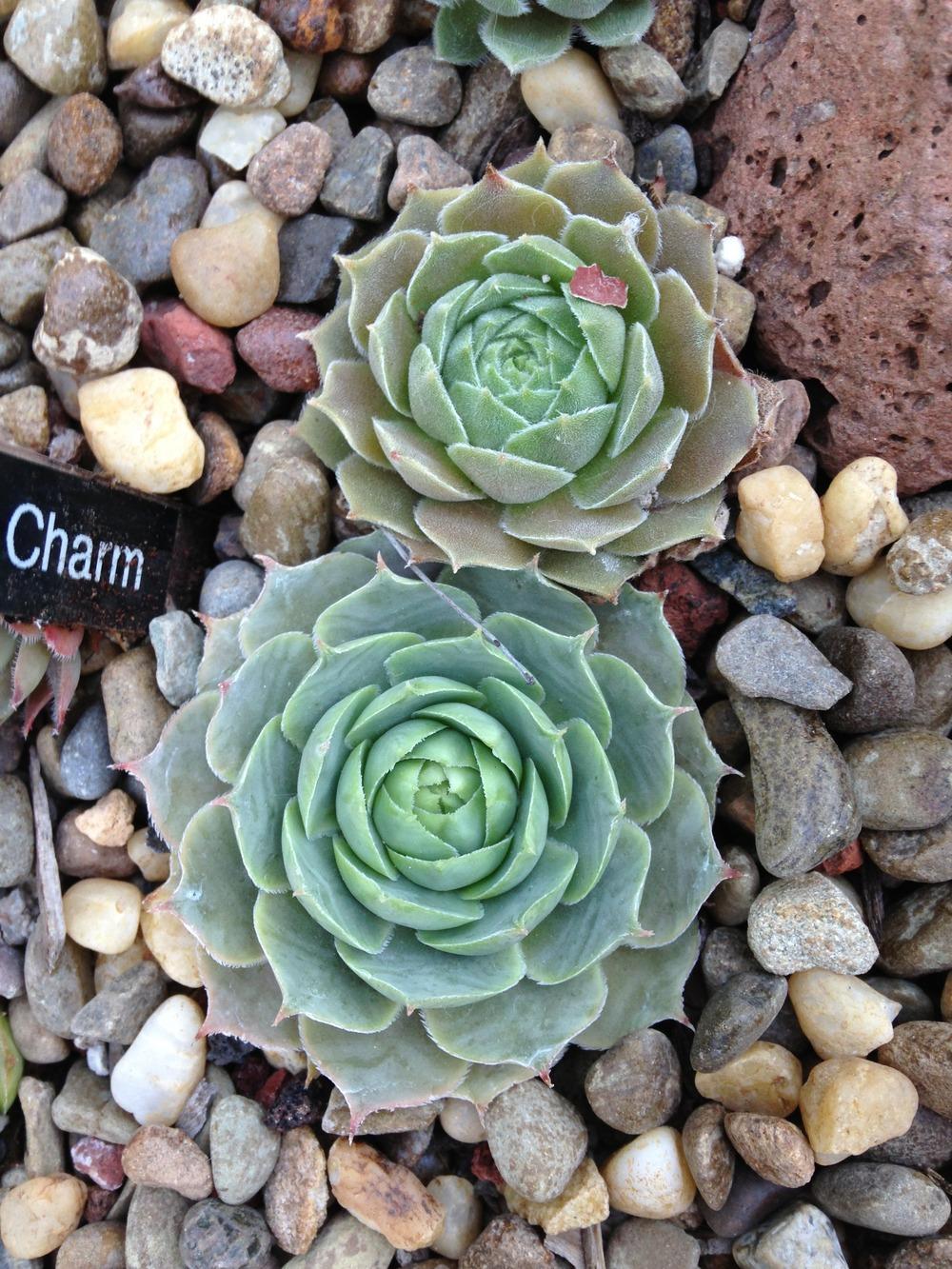 Photo of Hen and Chicks (Sempervivum 'Pink Charm') uploaded by webesemps