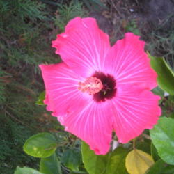 Location: Blondmyk's Backyard, Corpus Christi, TX
Date: 2012-10-18
Standard bloom from my "Painted Lady"