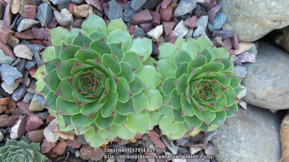 Photo of Hen and Chicks (Sempervivum tectorum 'from Costigliole') uploaded by Patty