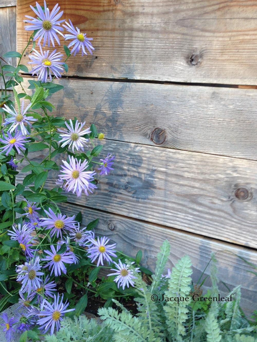 Photo of Aster (Aster x frikartii 'Monch') uploaded by jacqueg