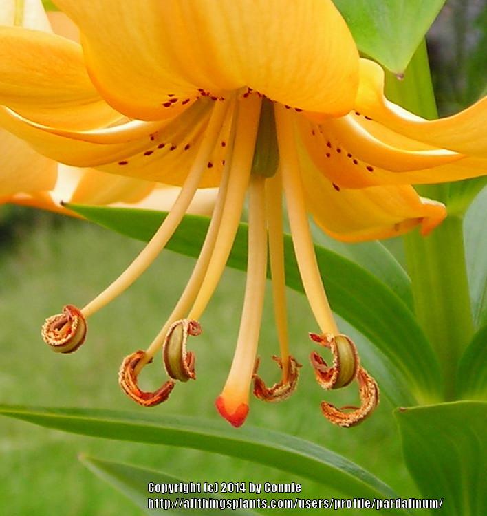 Photo of Lily (Lilium 'Pendant Peach') uploaded by pardalinum