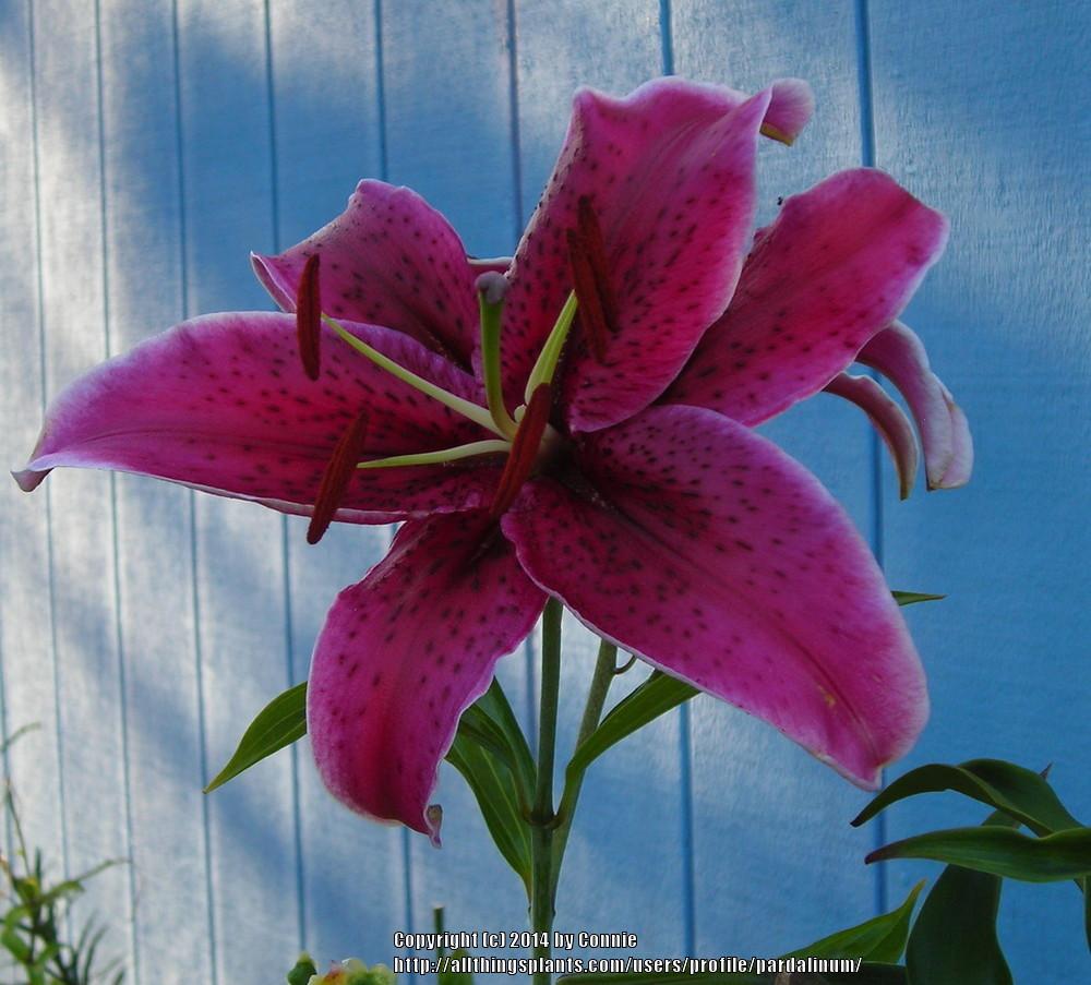 Photo of Lily (Lilium Rio Negro) uploaded by pardalinum