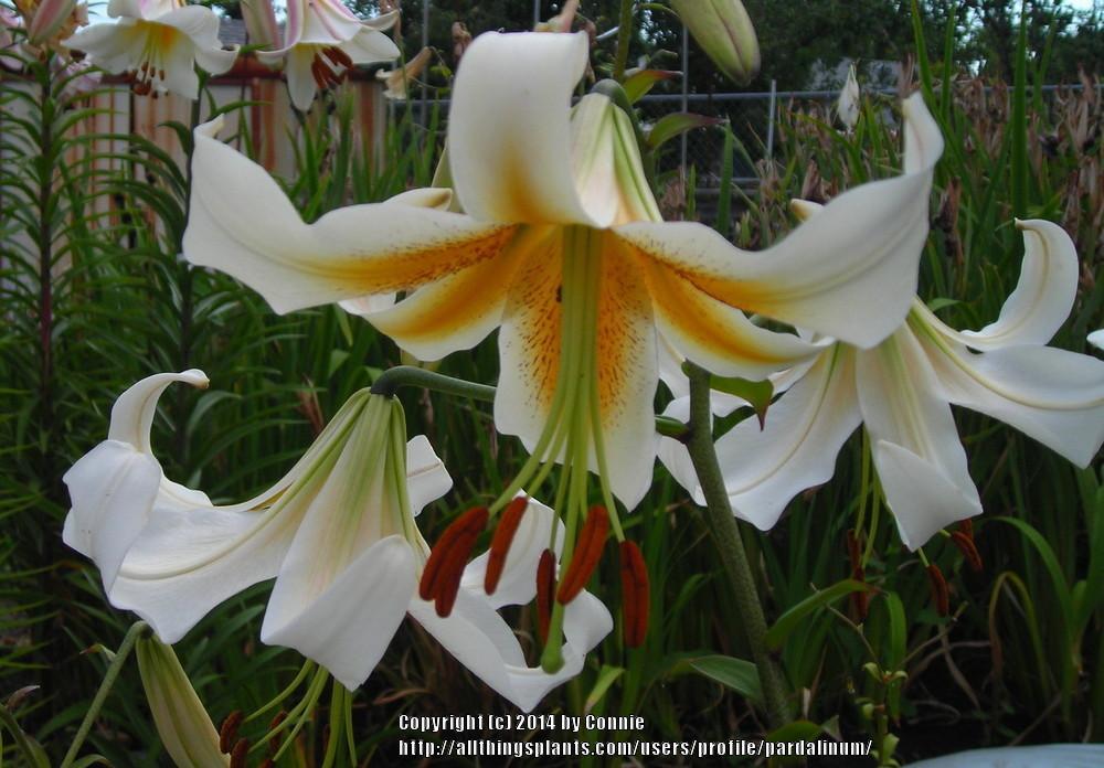 Photo of Lily (Lilium x kewense 'White Henryi') uploaded by pardalinum