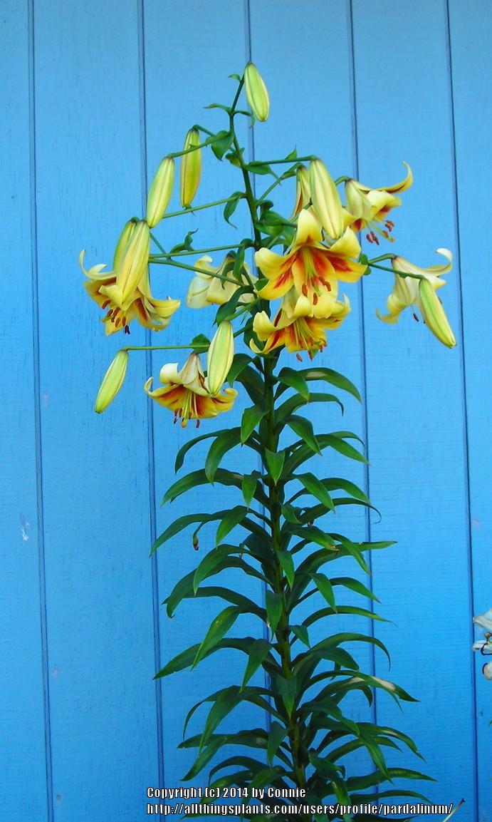 Photo of Lily (Lilium 'Northern Dazzle') uploaded by pardalinum