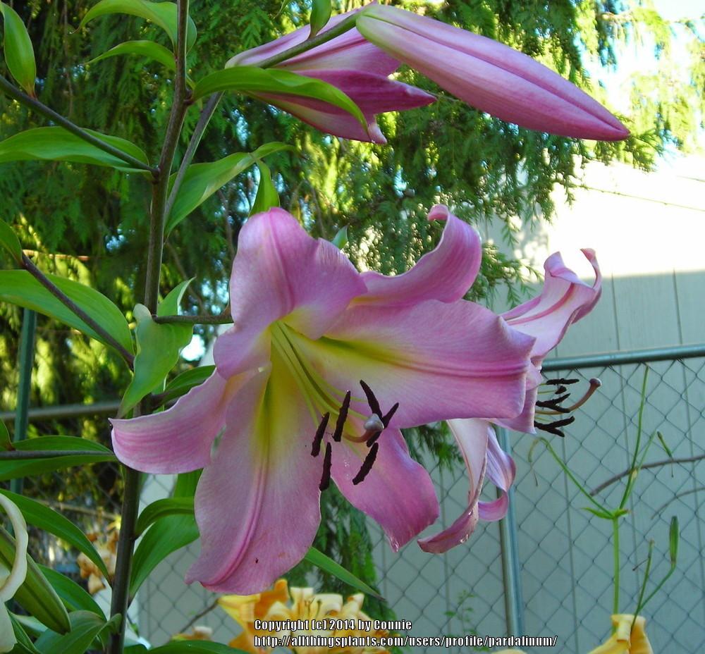 Photo of Lily (Lilium 'Madame Butterfly') uploaded by pardalinum