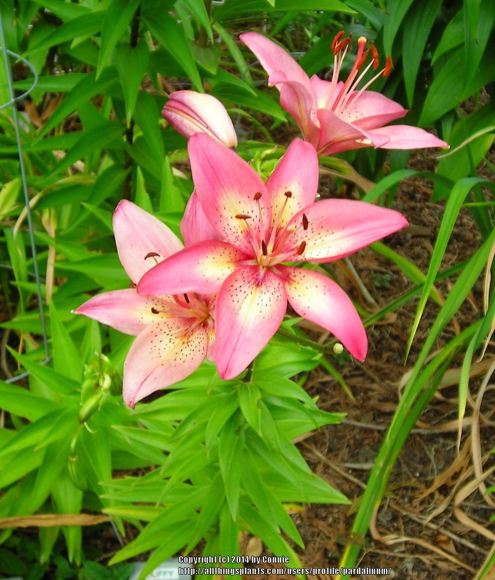 Photo of Lily (Lilium 'Trogon') uploaded by pardalinum
