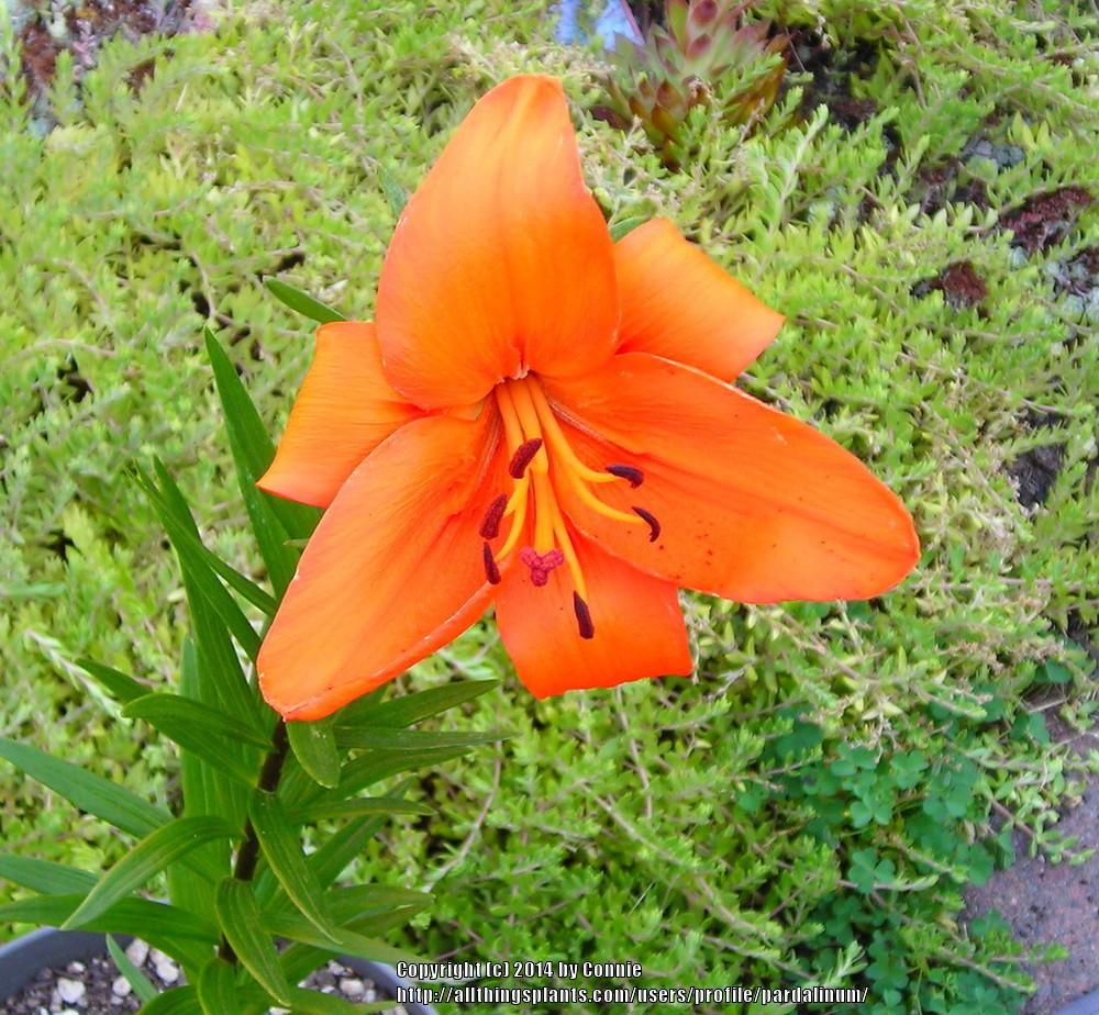 Photo of Lily (Lilium 'Liberty Hyde Bailey') uploaded by pardalinum