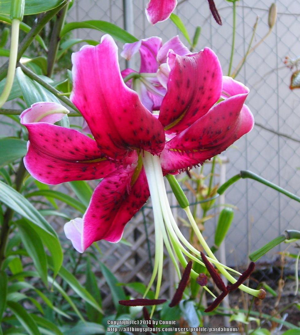 Photo of Lily (Lilium 'Miss Feya') uploaded by pardalinum