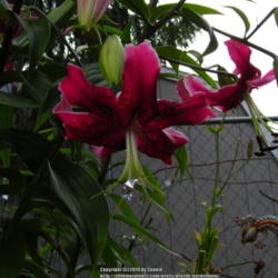 Location: Willamette Valley Oregon
Date: 2014-07-22
Freshly opened blooms are darker.  The stigma is capped with foil