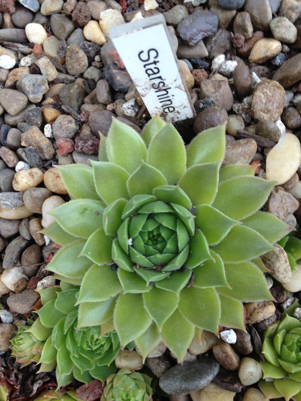Photo of Hen and Chicks (Sempervivum 'Starshine') uploaded by webesemps