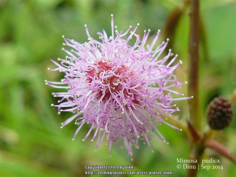 Photo of Sensitive Plant (Mimosa pudica) uploaded by Dinu