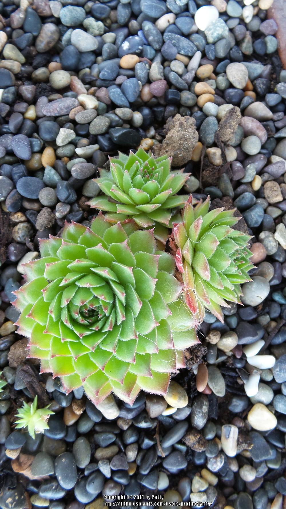 Photo of Hen and Chicks (Sempervivum 'Lime Frost') uploaded by Patty