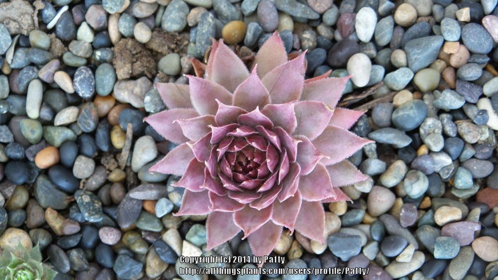 Photo of Hen and Chicks (Sempervivum 'Galahad') uploaded by Patty