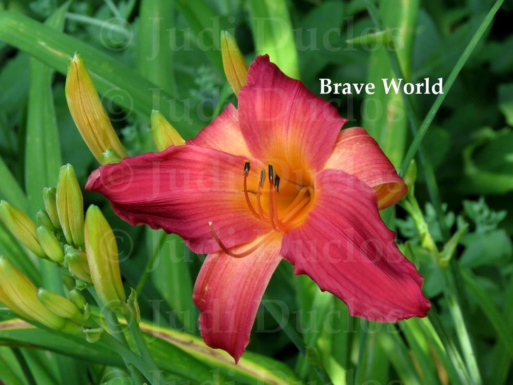 Photo of Daylily (Hemerocallis 'Brave World') uploaded by jnduclos