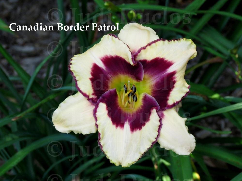Photo of Daylily (Hemerocallis 'Canadian Border Patrol') uploaded by jnduclos