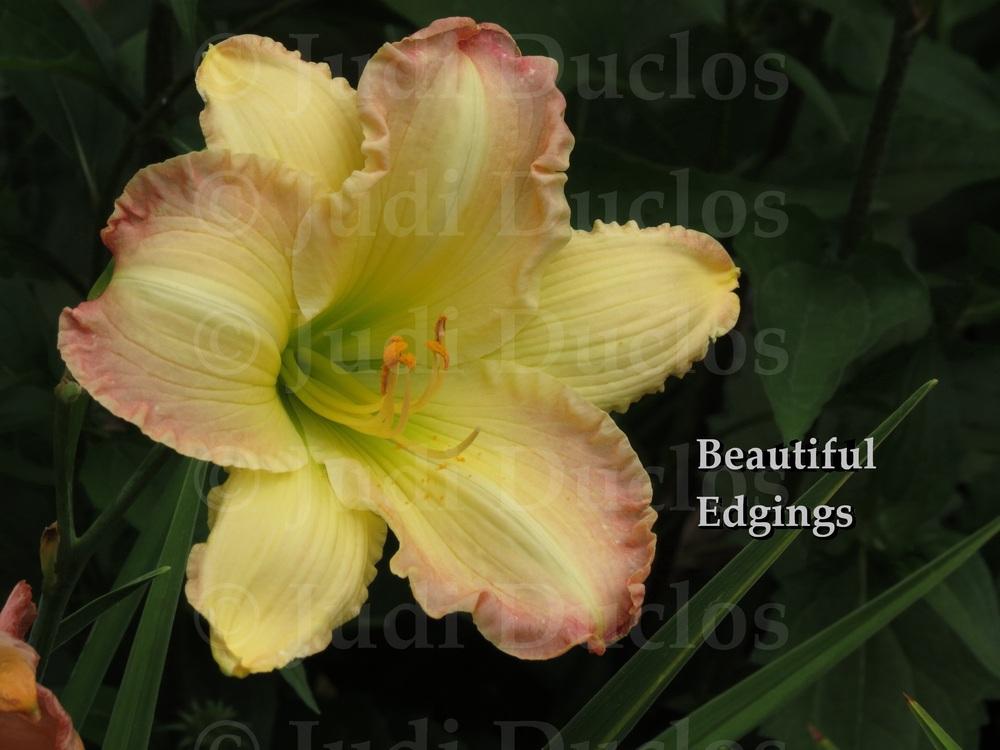 Photo of Daylily (Hemerocallis 'Beautiful Edgings') uploaded by jnduclos