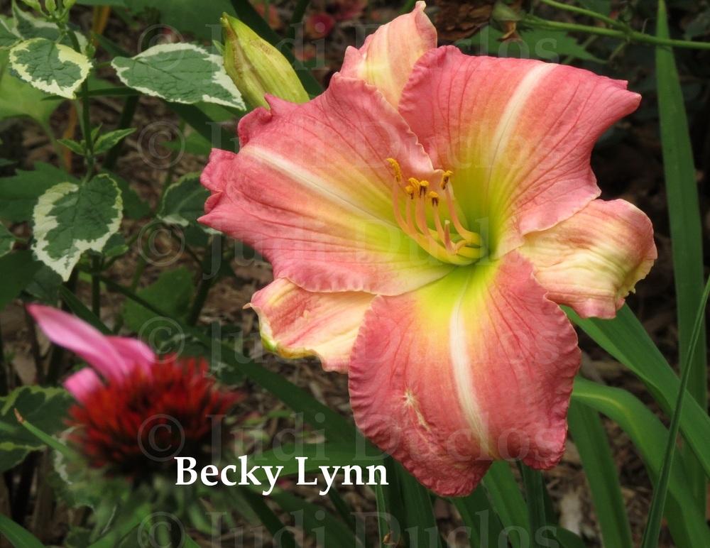 Photo of Daylily (Hemerocallis 'Becky Lynn') uploaded by jnduclos