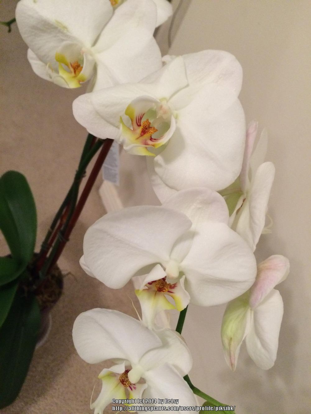 Photo of Moth Orchid (Phalaenopsis) uploaded by piksihk