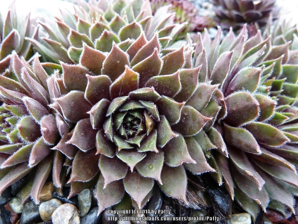 Photo of Hen and Chicks (Sempervivum 'Jelly Bean') uploaded by Patty