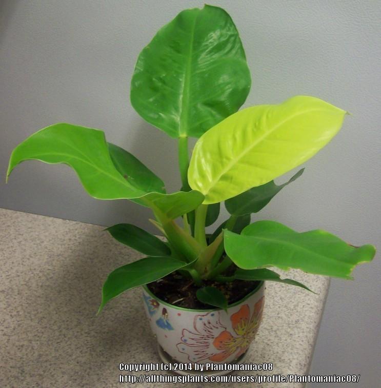 Photo of Philodendron 'Moonlight' uploaded by Plantomaniac08