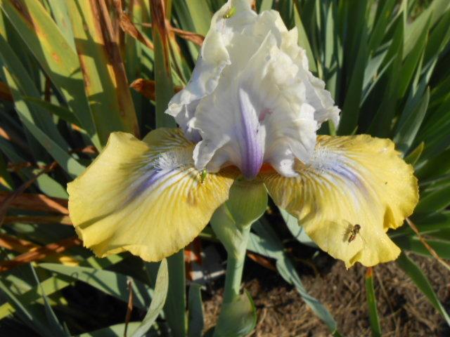 Photo of Intermediate Bearded Iris (Iris 'Double Your Fun') uploaded by crowrita1