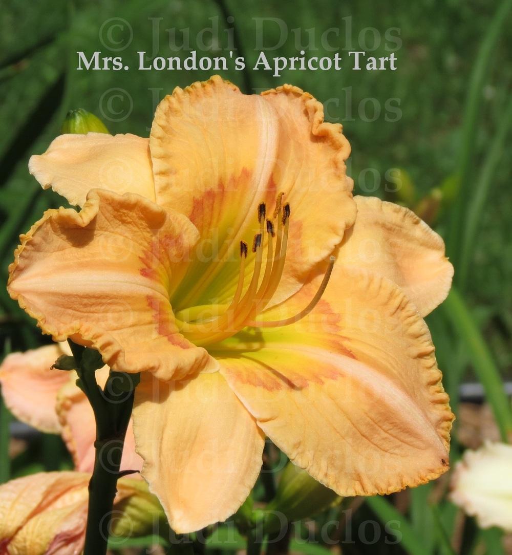 Photo of Daylily (Hemerocallis 'Mrs London's Apricot Tart') uploaded by jnduclos