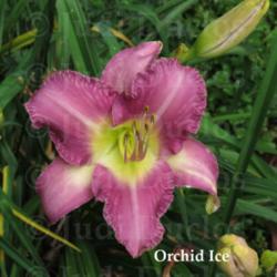 Location: Saratoga Springs NY
Date: 2014-07-24
Orchid Ice