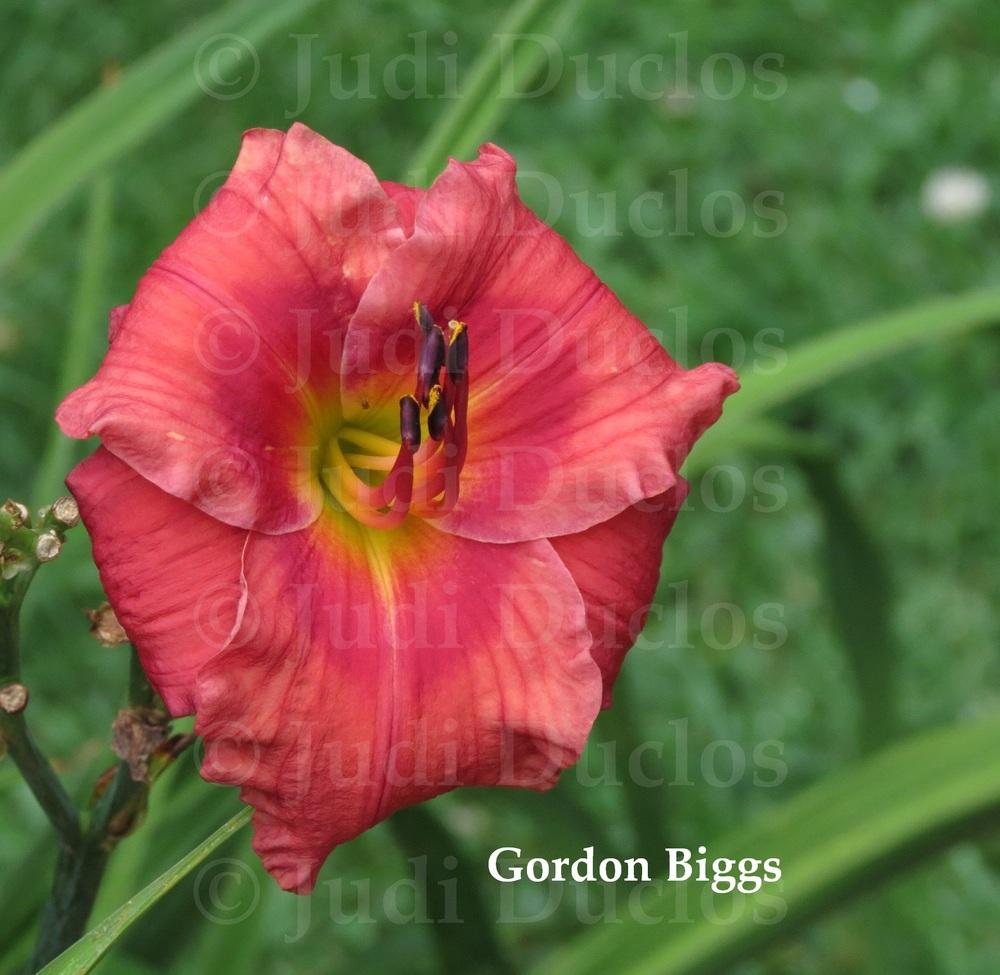 Photo of Daylily (Hemerocallis 'Gordon Biggs') uploaded by jnduclos