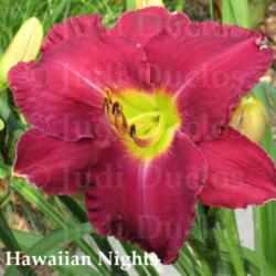 Location: Saratoga Springs NY
Date: 2014-07-12
Hawaiian Nights