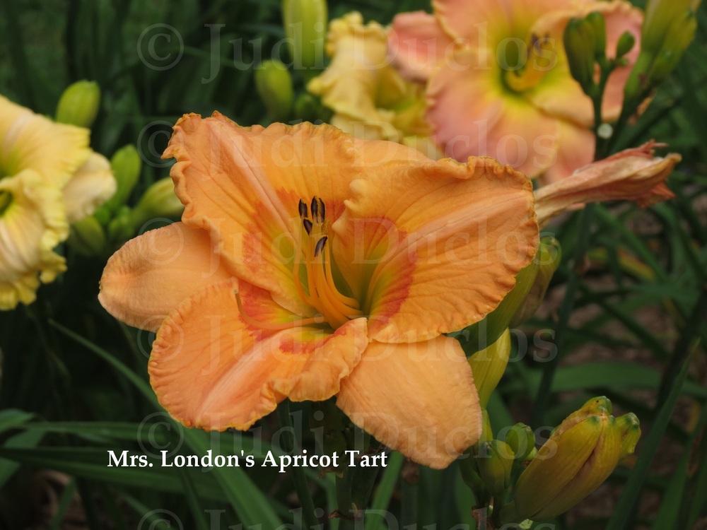 Photo of Daylily (Hemerocallis 'Mrs London's Apricot Tart') uploaded by jnduclos