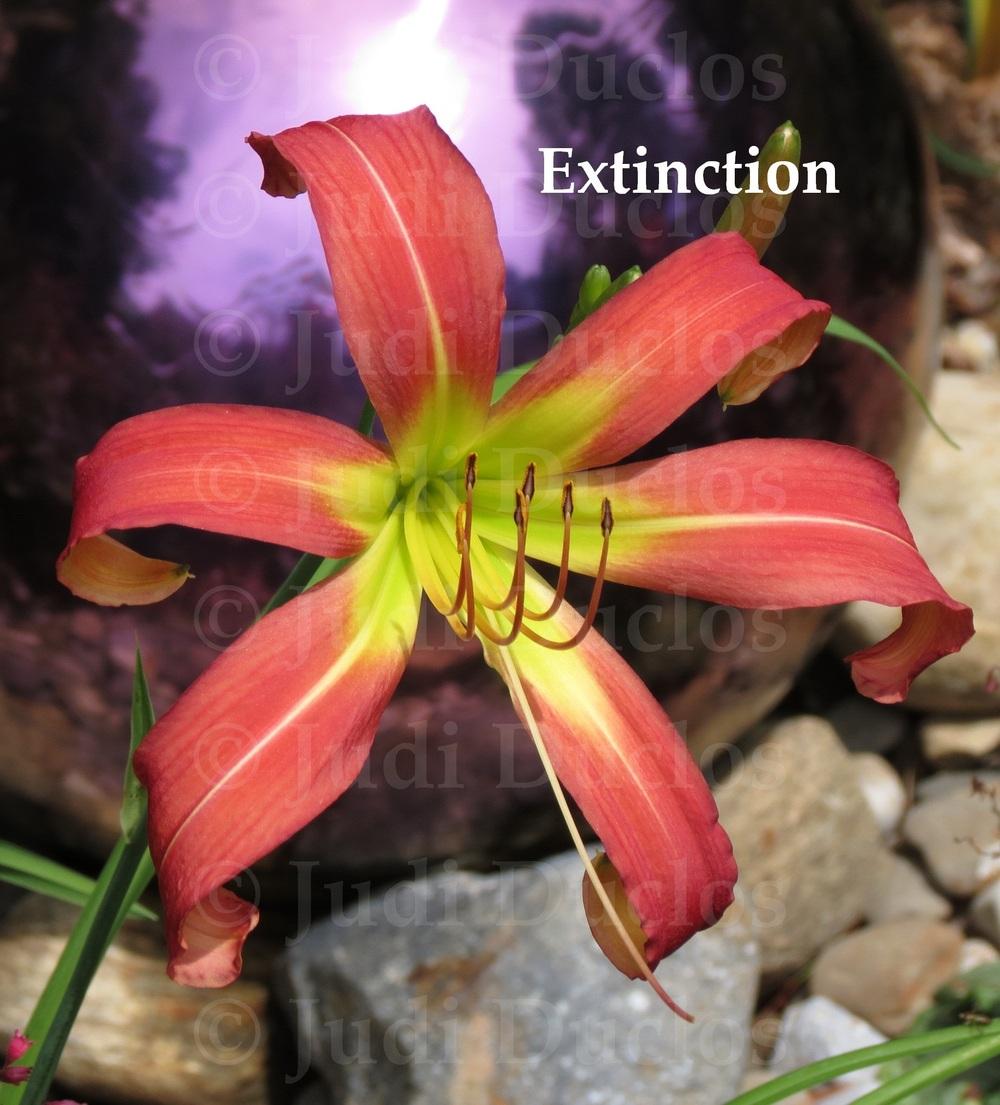 Photo of Daylily (Hemerocallis 'Extinction') uploaded by jnduclos