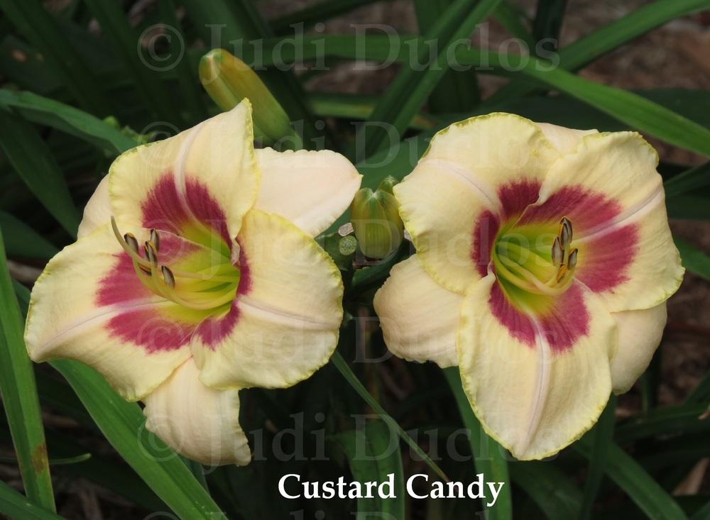 Photo of Daylily (Hemerocallis 'Custard Candy') uploaded by jnduclos