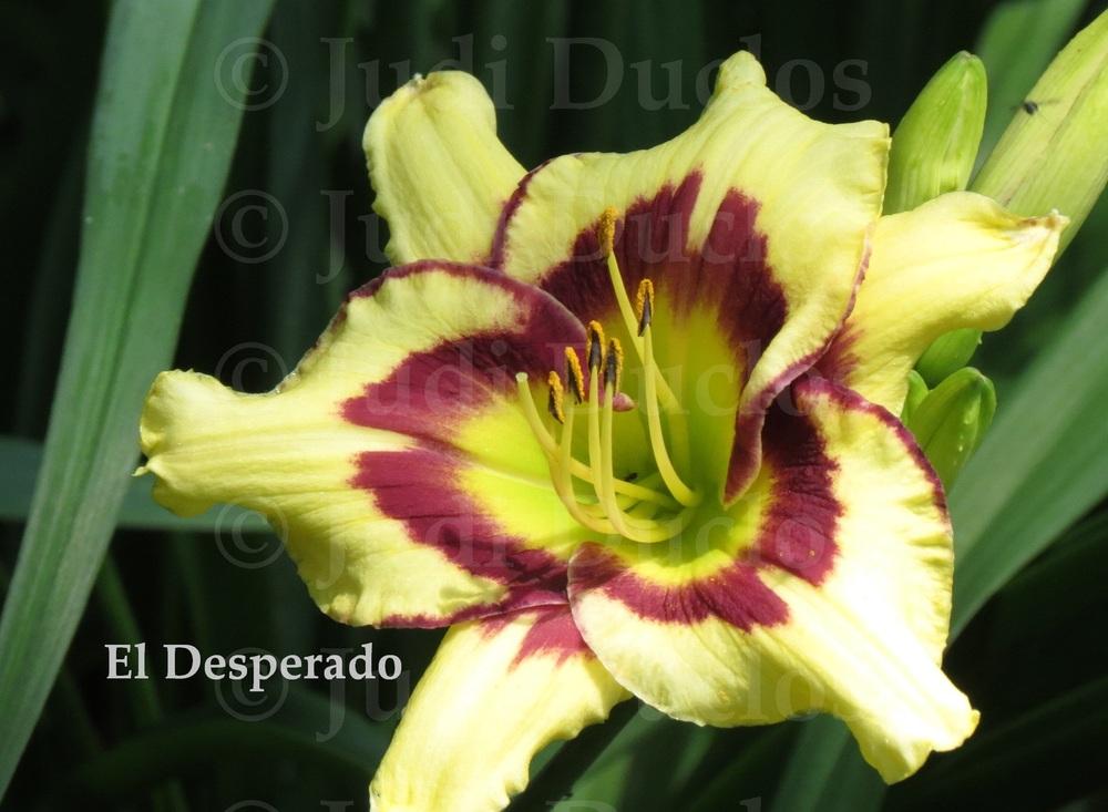 Photo of Daylily (Hemerocallis 'El Desperado') uploaded by jnduclos