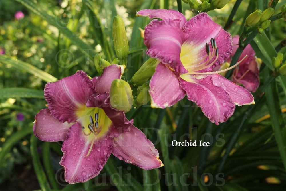 Photo of Daylily (Hemerocallis 'Orchid Ice') uploaded by jnduclos