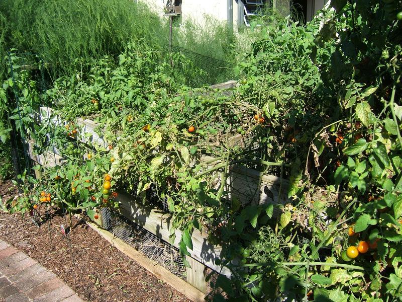 Photo of Tomato (Solanum lycopersicum 'Sungold') uploaded by pirl