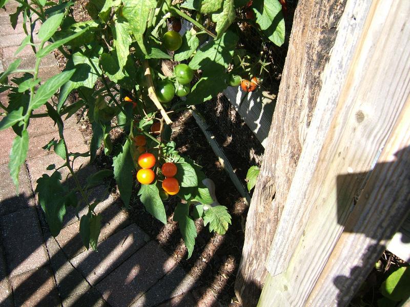 Photo of Tomato (Solanum lycopersicum 'Sungold') uploaded by pirl