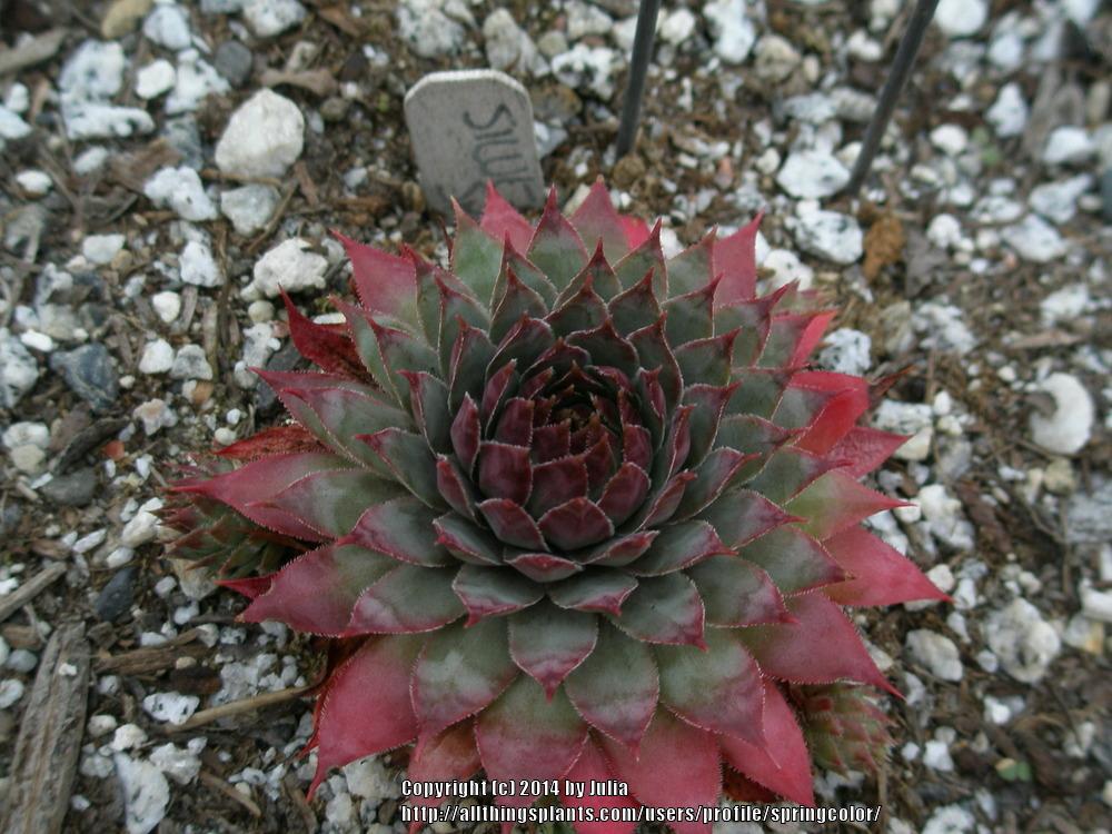 Photo of Hen and Chicks (Sempervivum 'Silver Spring') uploaded by springcolor