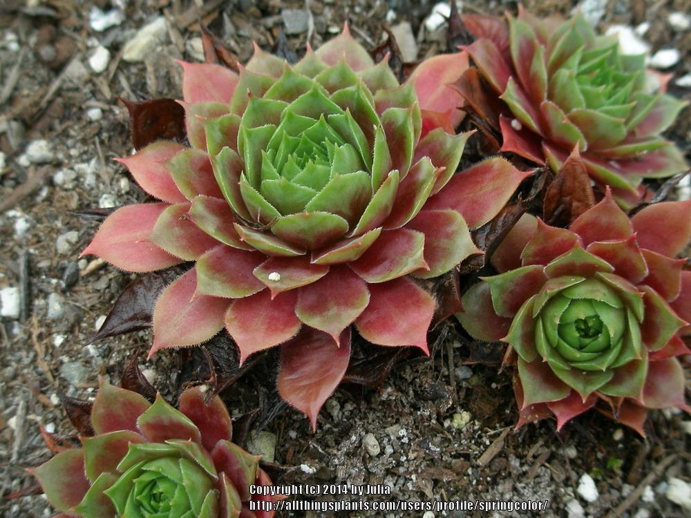 Photo of Hen and Chicks (Sempervivum 'Othello') uploaded by springcolor