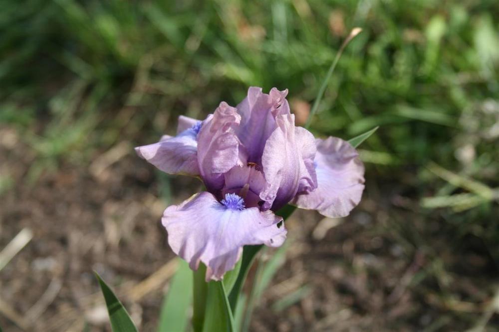 Photo of Standard Dwarf Bearded Iris (Iris 'Worry Wart') uploaded by KentPfeiffer