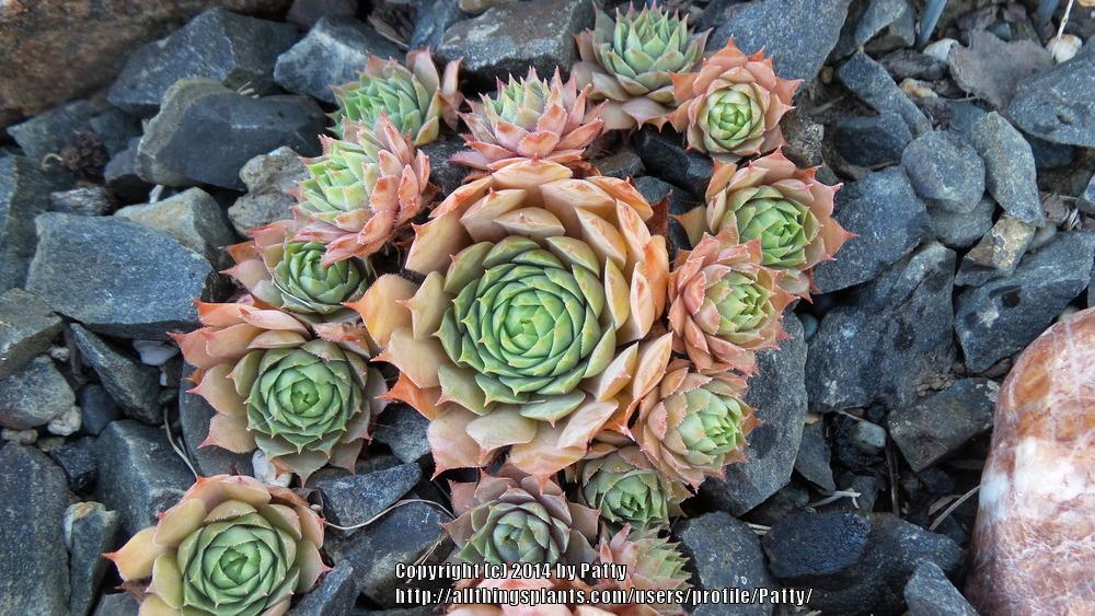 Photo of Hen and Chicks (Sempervivum 'Temby') uploaded by Patty