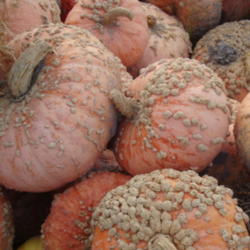 Grow Pumpkins and Other Winter Squash!