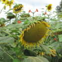Sunflower Secrets